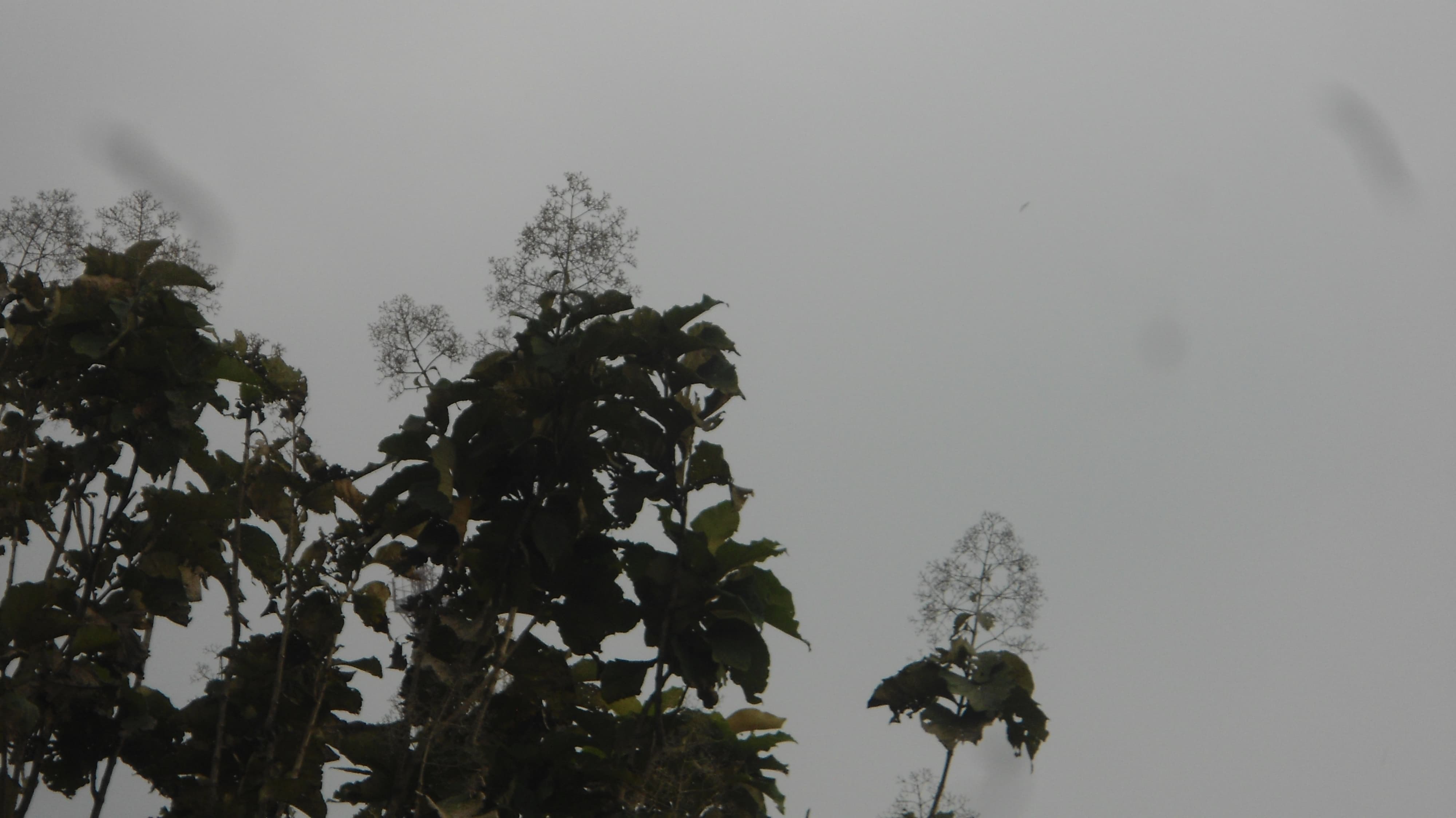 Foto Alam 1
